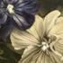 Violas