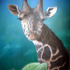 20110721115138-giraffe