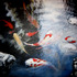 20110721115819-koi_pond_sold__500
