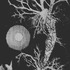 20110721122455-tree_lady_1980