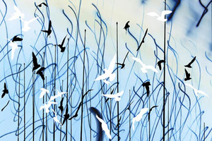 20110721150216-bird_6