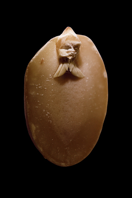 Fig_5