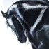 20110726171847-06_horse_0586_