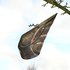 20110727055247-blattelemente_gr