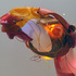 20110729143405-_mcp7147e