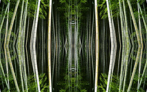 20111201073145-bamboo_forest_net