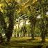 20110802083836-paradisenow-25_-_book_page_55_title