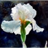 First_iris_350