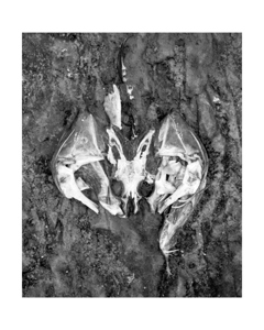 Kelpbat