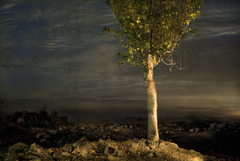 20110809045225-die_pappel