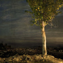 20110809045225-die_pappel