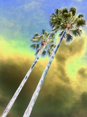 Palm Pilot,Maureen J Haldeman