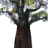 Varina_jacaranda_email