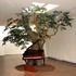 20110812175835-biggers_blossom_428-wide