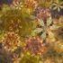 20110815161258-midnight_blossom_bouquet