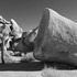 20110816142523-1mb_trees_7july_2011_trackable_software_installed_by_leandro_sanchez_all_rights_reserved_by_studio_repertorium_films_nyc_copy