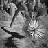 20110817040533-trees_1july_2011_trackable_software_installed_by_leandro_sanchez_all_rights_reserved_by_studio_repertorium_films_nyc_copy