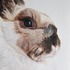 20110816144221-bunny