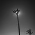20110817064149-trees_5july_2011_trackable_software_installed_by_leandro_sanchez_all_rights_reserved_by_studio_repertorium_films_nyc_copy