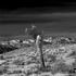 20110817080115-trees_3july_2011_trackable_software_installed_by_leandro_sanchez_all_rights_reserved_by_studio_repertorium_films_nyc_copy