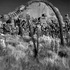 20110817081749-arco_treejuly_20112011magical_deserts_series_by_leandro_sanchez_all_rights_reserved_by_studio_repertorium_films_nyc_copy