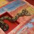 20110817193606-73-anaconda_map_of_chile_2_americas_society__2005