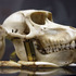20110819165342-zoologia_front_4x6-b