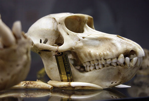 20110819165342-zoologia_front_4x6-b