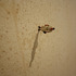 20110823012140-de_menezes