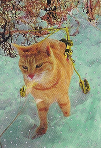 20110824205734-kittysnow