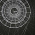 20110825094016-cosmos_detail