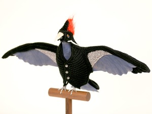 20110826144307-21_roth_ivorybill