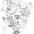 20110826185248-biology_of_an_idea