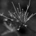 20110826190349-weed_study_cover_5306