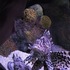 20110901180737-_lion_fish__-_still_from__project_apology__-_video_-_2007_and_ongoing_-_camera_katie_osediacz
