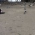 20110901214152-_assorted_ducks__geese__birds__-_still_from__project_apology__-_video_-_2007_and_ongoing_-_camera_katie_osediacz