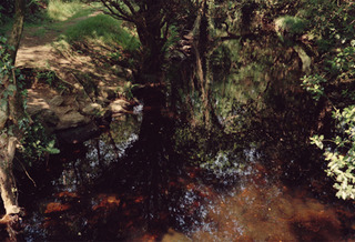 Tree reflected in water,