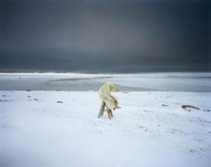 Polar Bear, Igloolik Series, Canada ,Scarlett Hooft Graafland