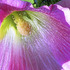 20110904114929-debra_kayata_pink_hollyhock_intense_preservation