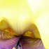 20110904115354-debra_kayata_iris_center