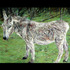 20110904143107-donkey_in_a_meadow