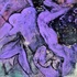 20110906010454-purplestudy