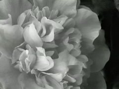 20110906222819-_camilla-white