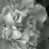 20110906222819-_camilla-white