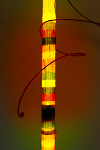20110907190332-2011-05-4406-alextrimino