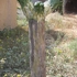 Joshuatree