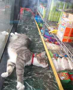 20110908084947-cat_in_window_i