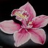 20110908153956-orchidea_797_600