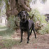 20110908233507-dumas_retrieved_03
