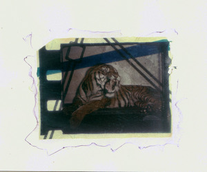 20110909195154-tiger_by_christine_lucy_latimer